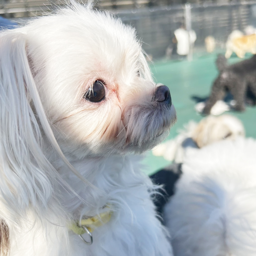 生徒が撮影したモデル犬♪②